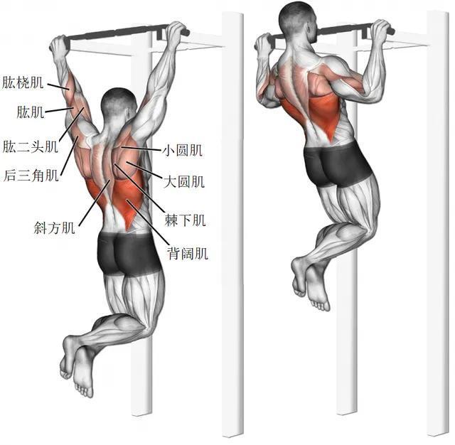 引体向上真正的“动作之王”！隔天训练一次这些好处会找上你(图6)