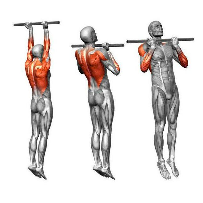 引体向上真正的“动作之王”！隔天训练一次这些好处会找上你(图5)